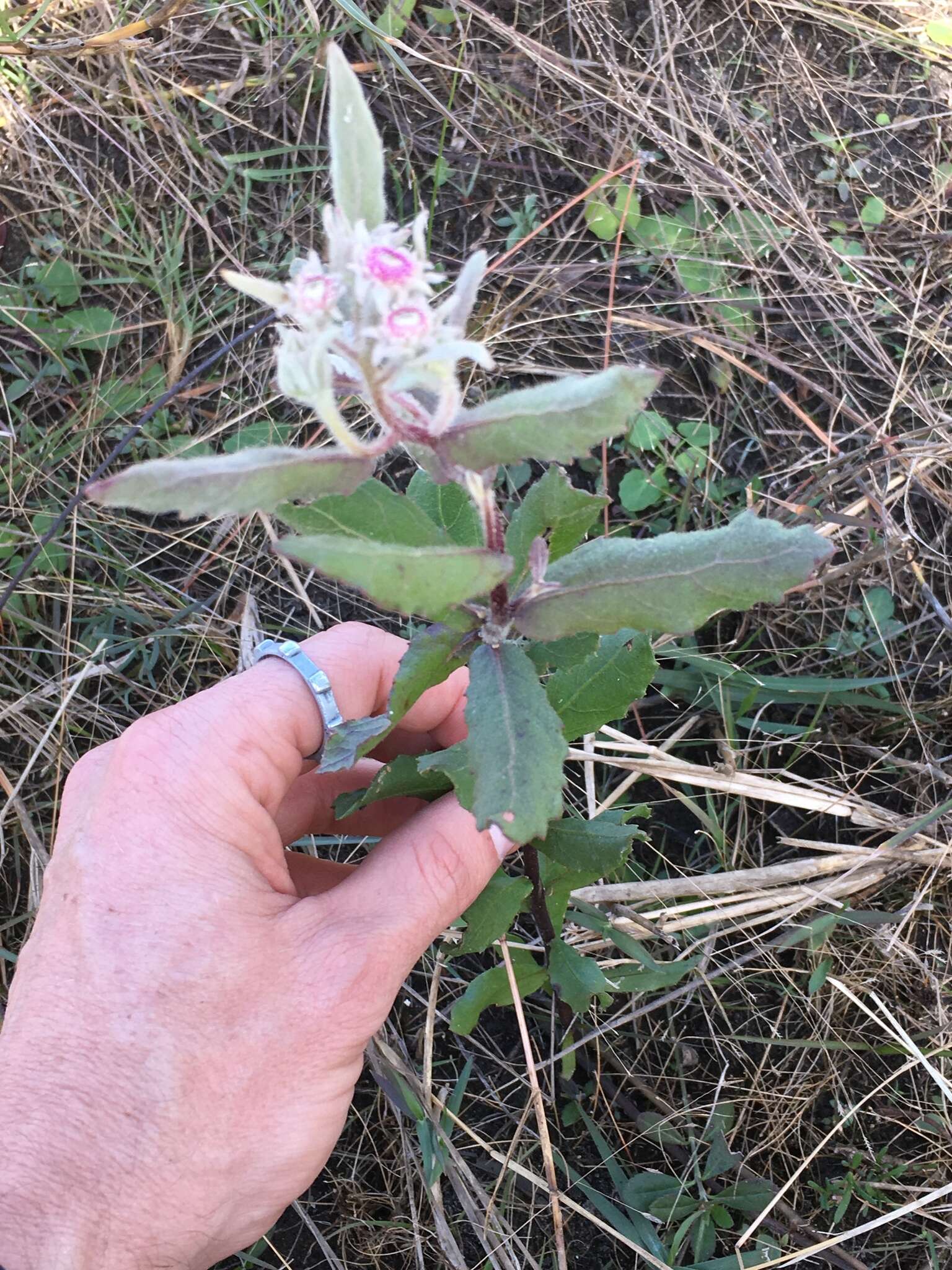 Image of Rosy Camphorweed