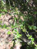 Image of Pittosporum spinescens (F. Müll.) L. W. Cayzer, M. D. Crisp & I. R. H. Telford