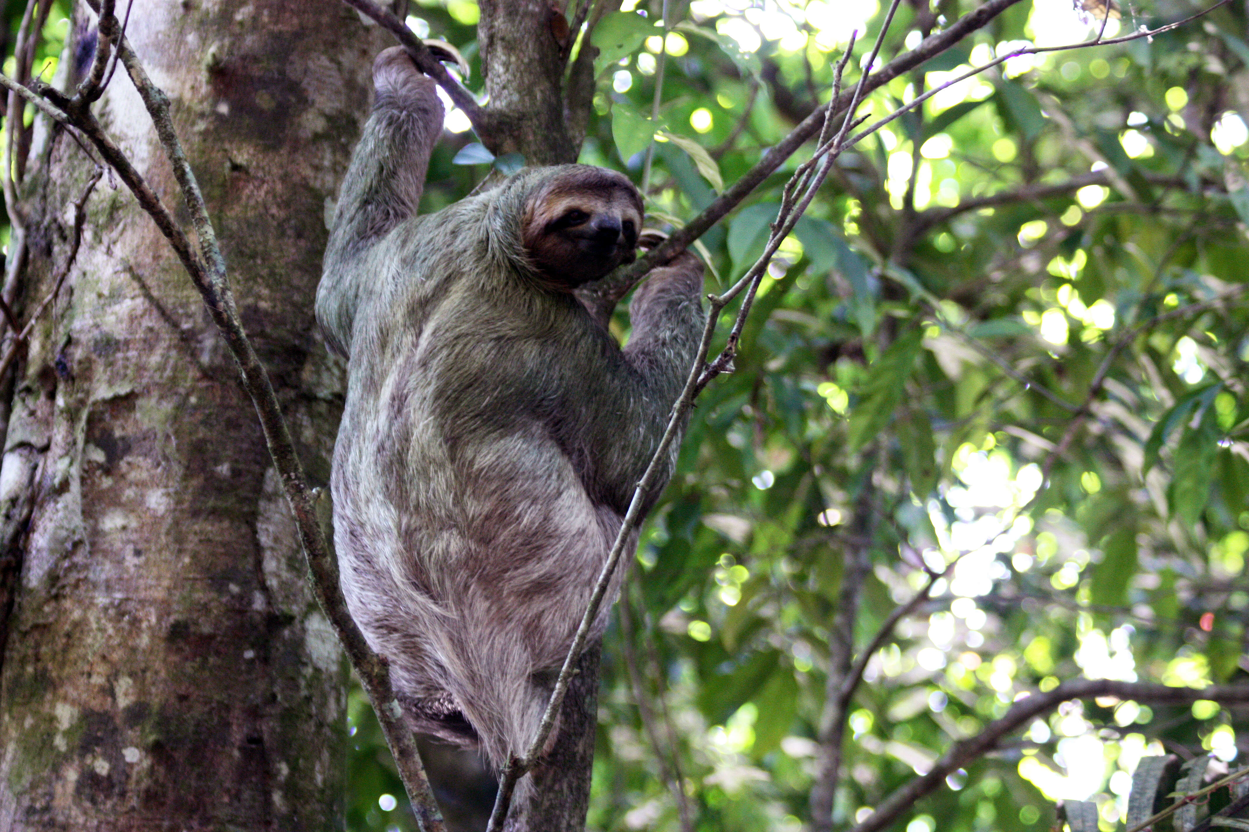 Image of three-toed sloths