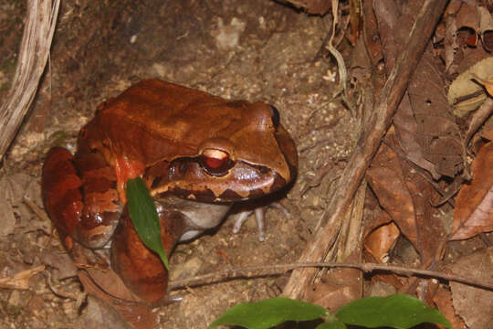 Image of Slender-fingered Bladder Frog