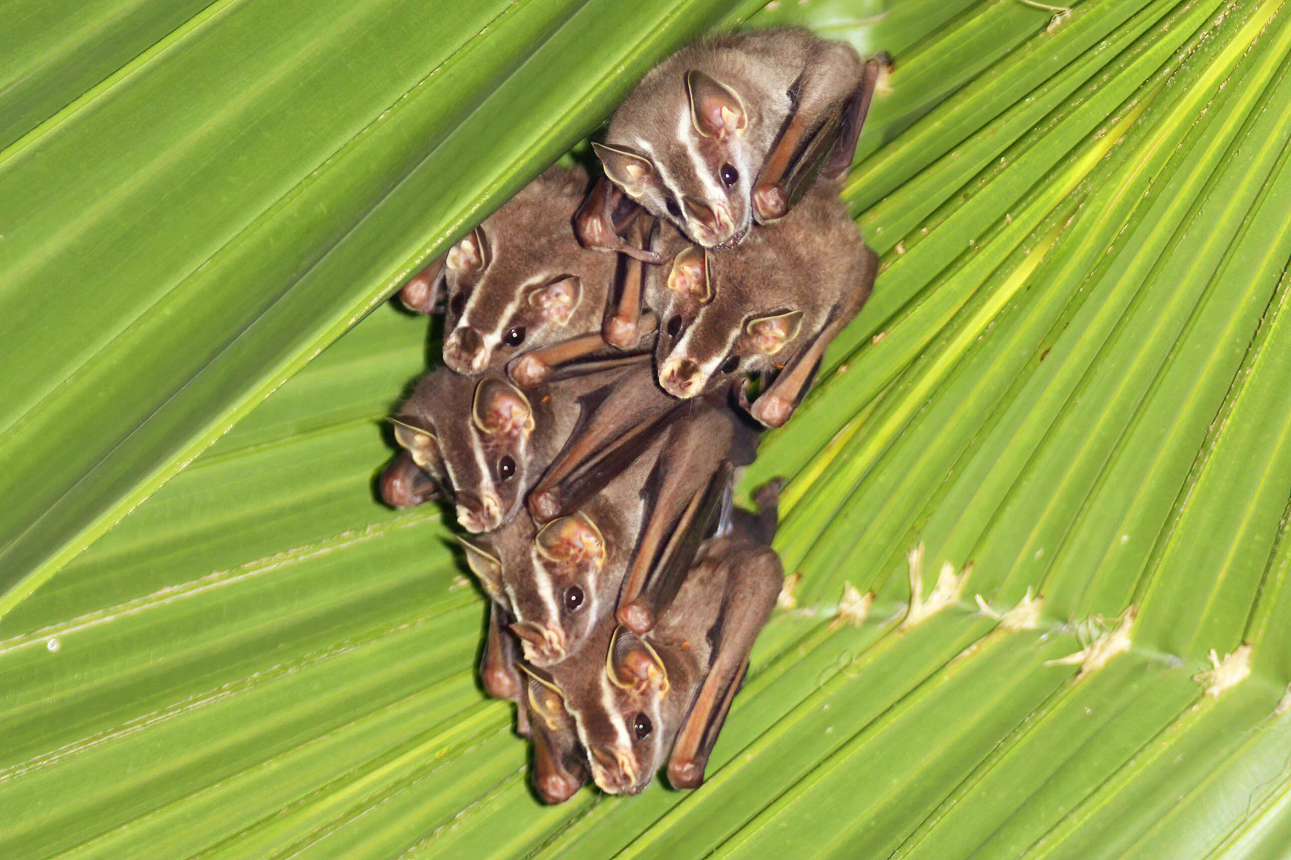 Image of Common Tent-making Bat