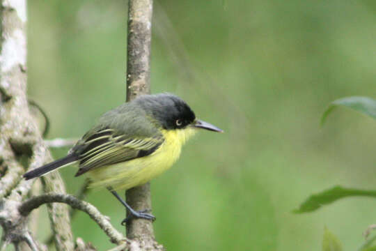 Todirostrum cinereum (Linnaeus 1766) resmi