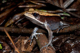 Image of Bicolored frog