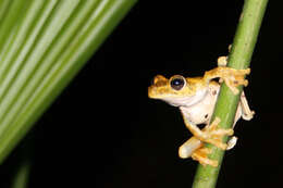 Image of Rosenberg's Gladiator Treefrog