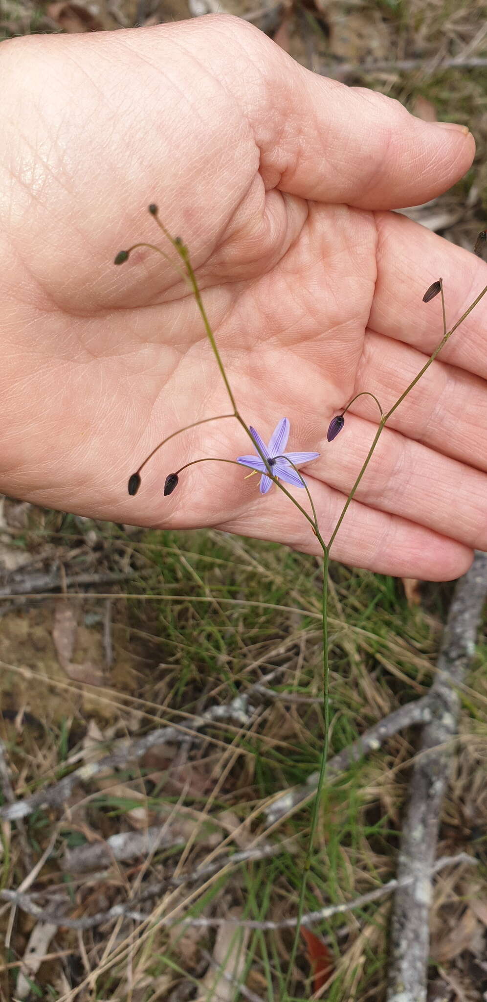 Image of Dianella rara R. Br.