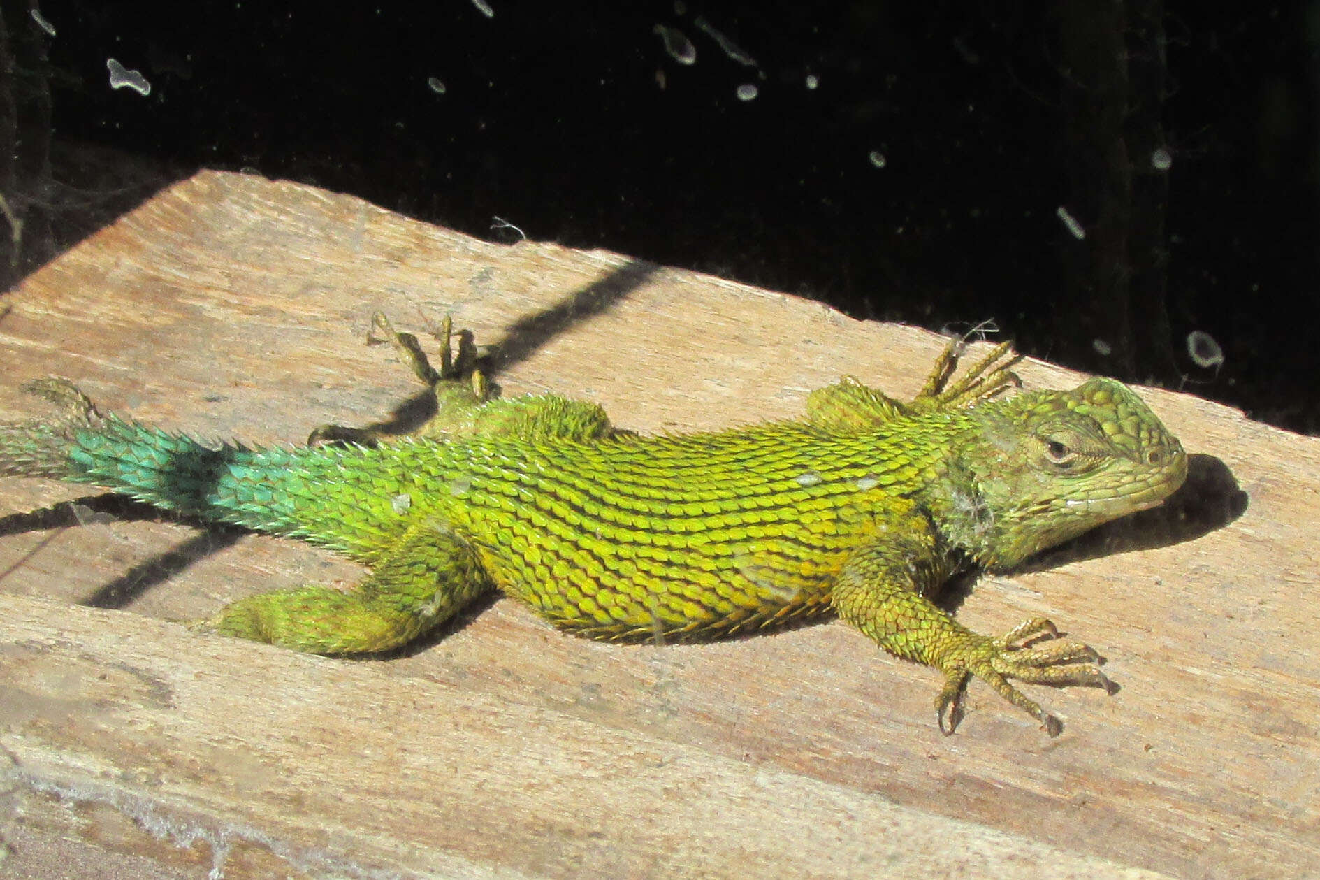 Image of Green Spiny Lizard