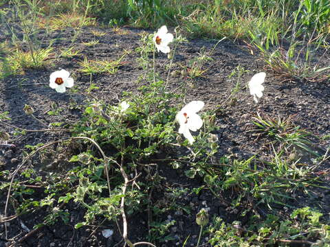 Image of flower of an hour