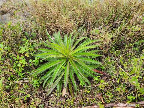 Image of yellow thistle