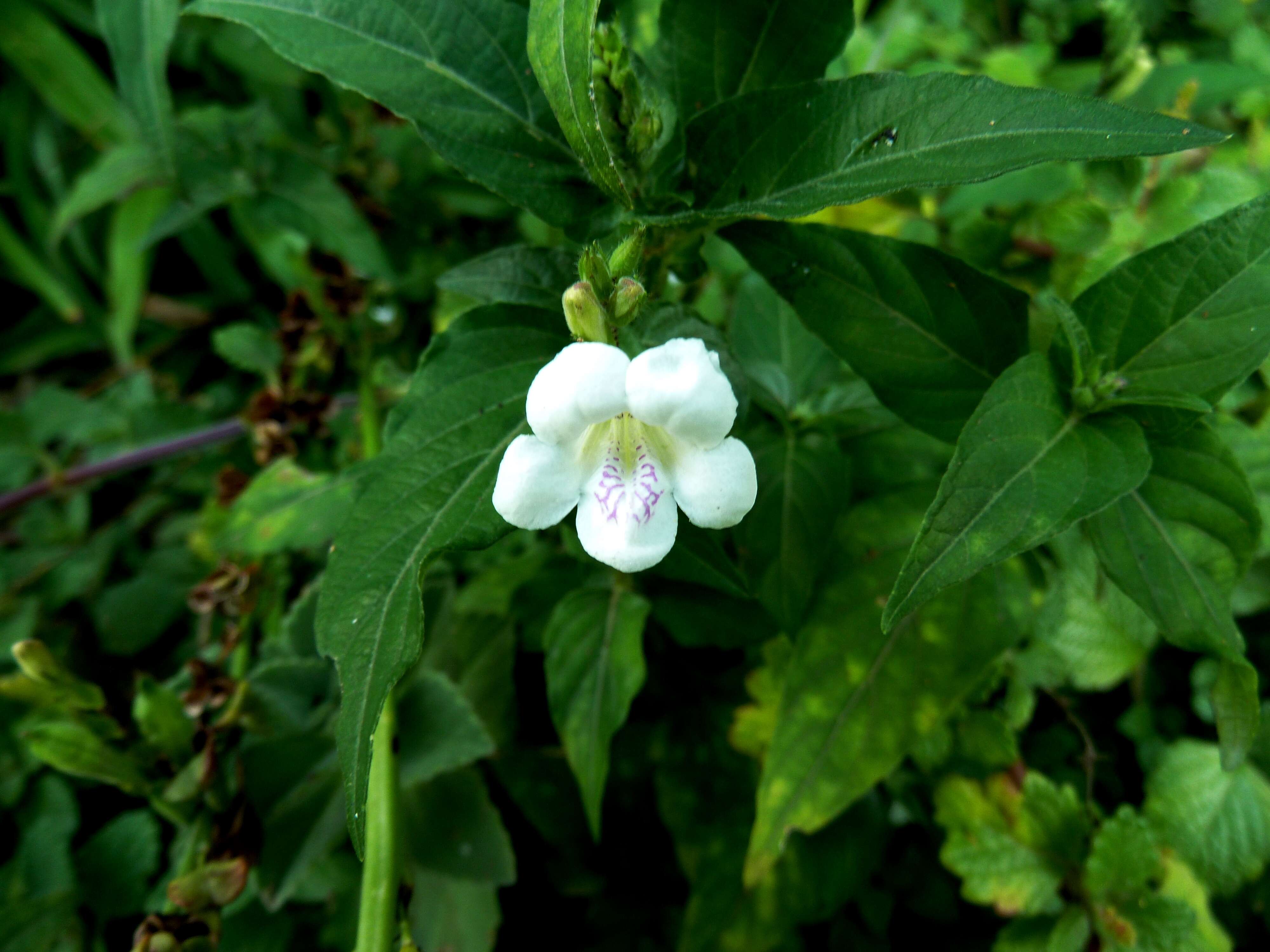 Image of Chinese violet