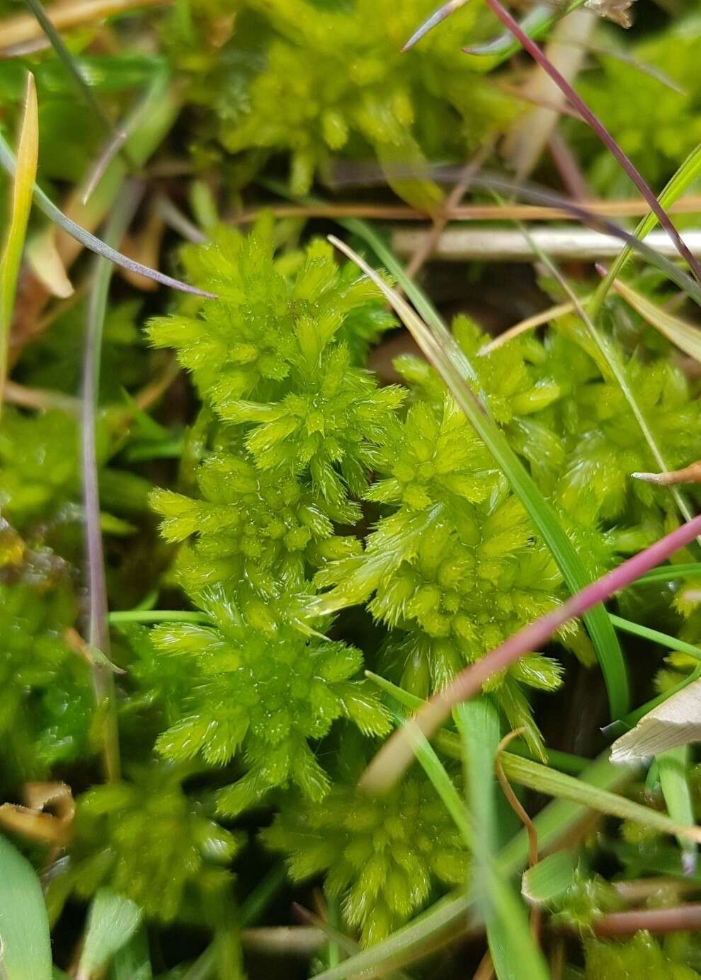 Image of Flexuous Bog-moss