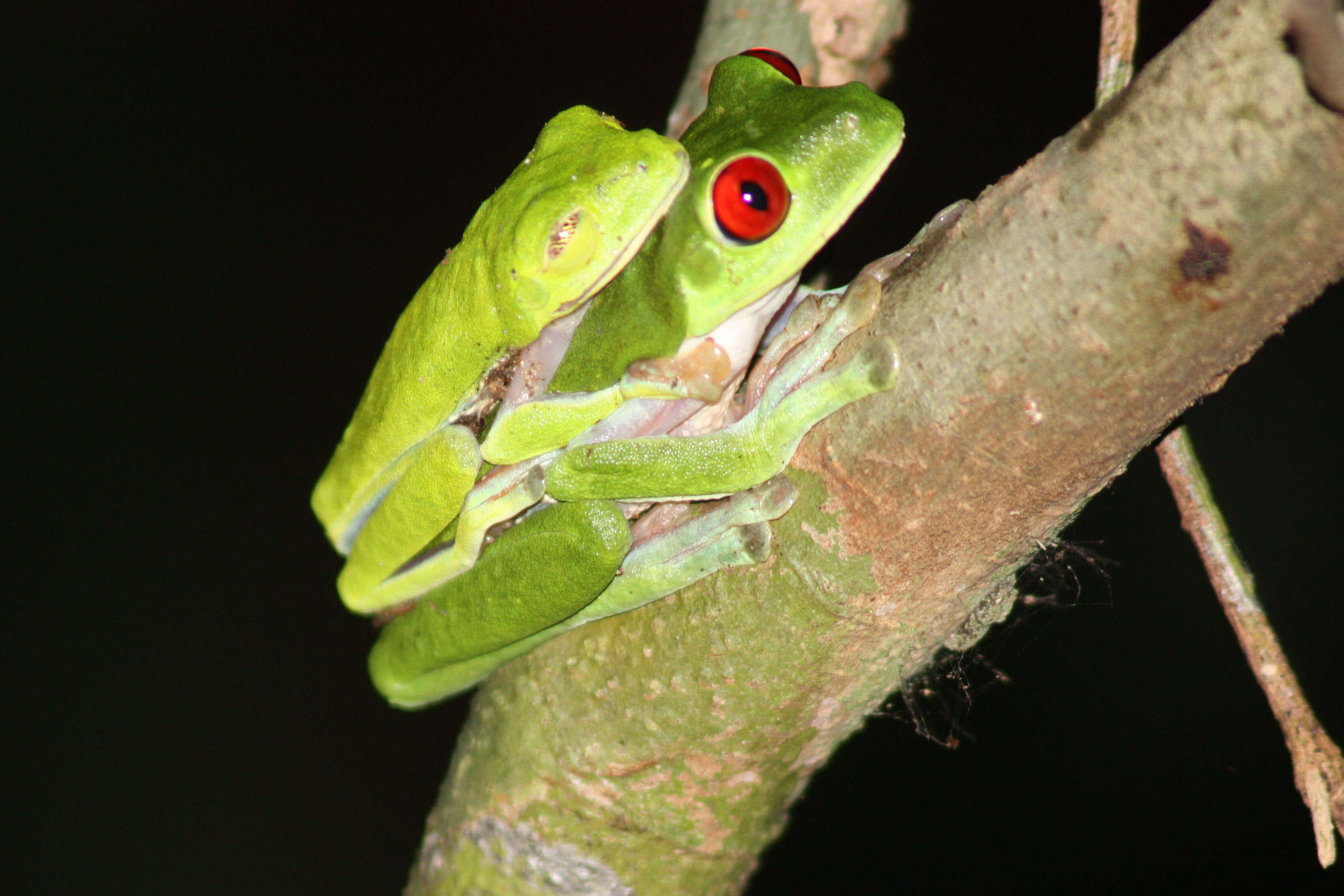 Image of Red-eyed Leaf frog