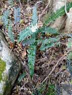 Image of Blechnum australe subsp. australe