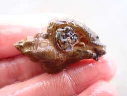 Image of Asian drill snail