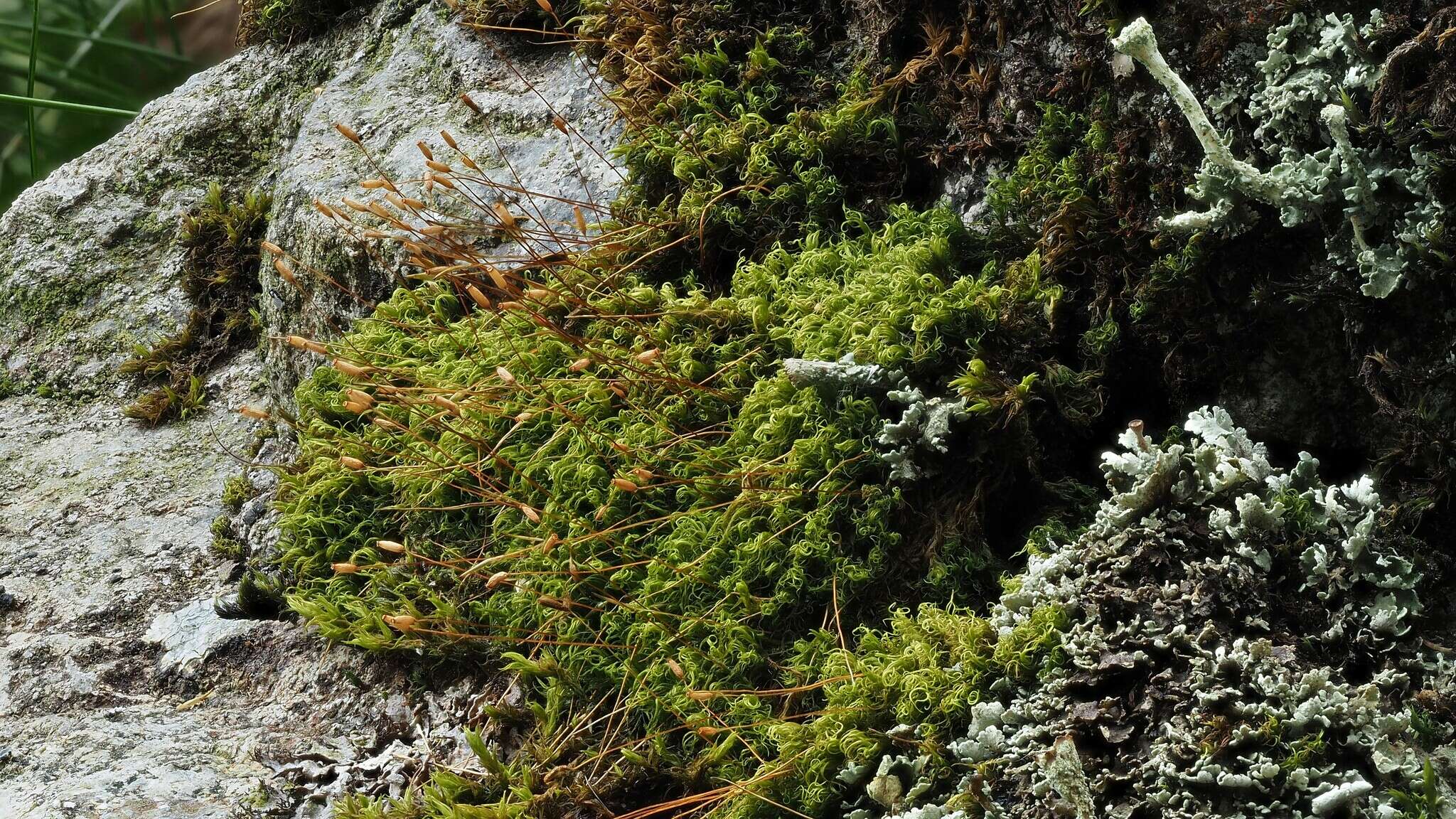 Image of Hymenoloma crispulum (Hedw.) Ochyra