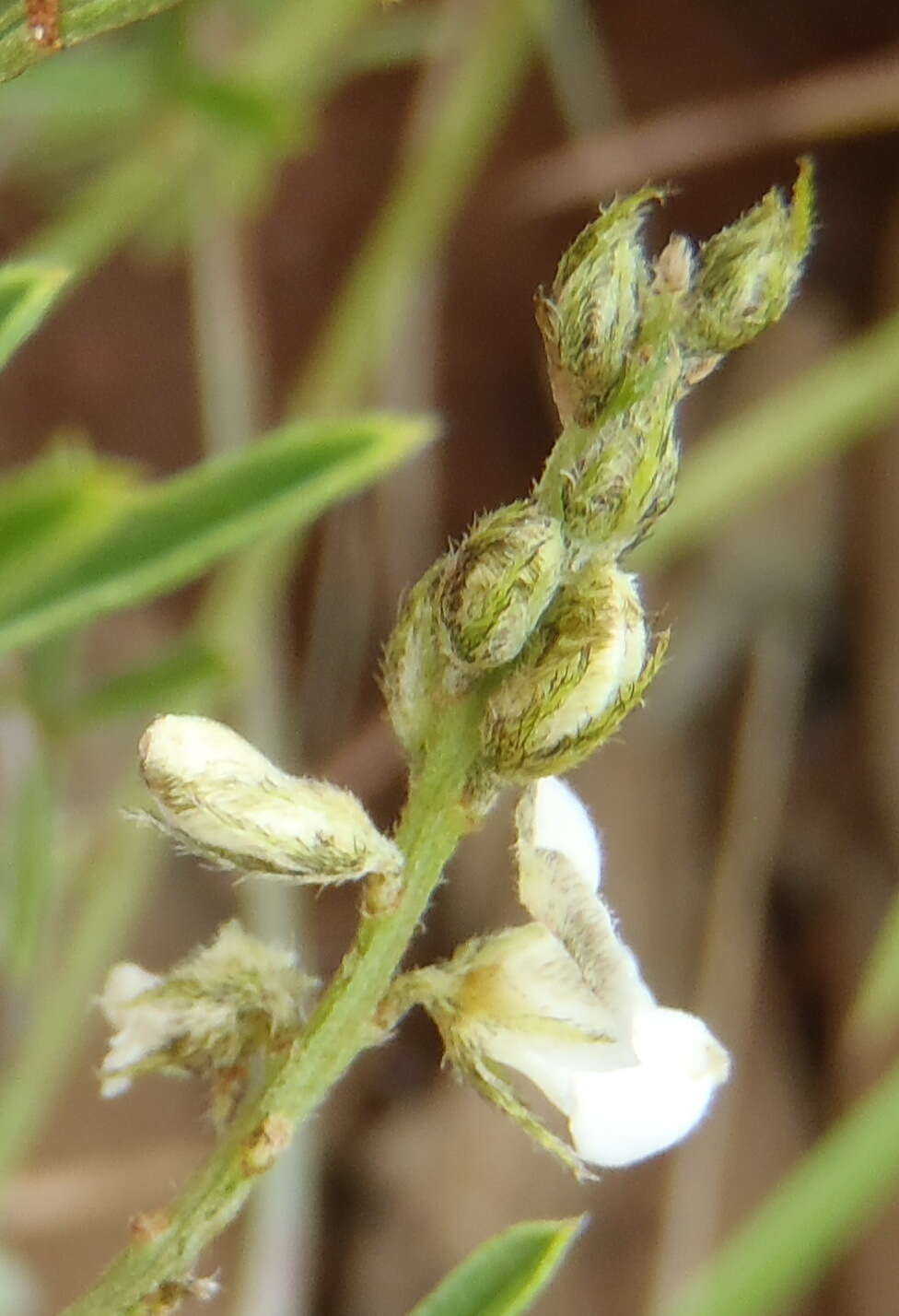 Image de Indigofera confusa Prain & Baker fil.