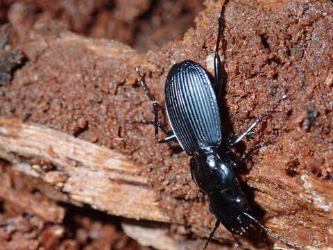 Image of Pterostichus (Eosteropus) moestus (Say 1823)