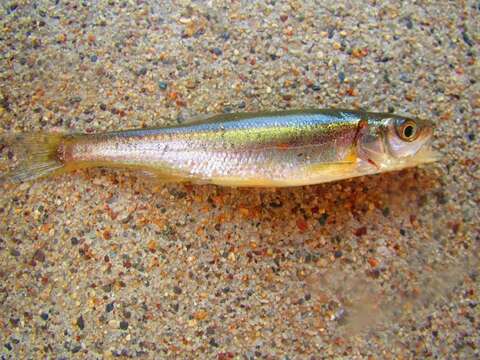 Image of Redside Dace