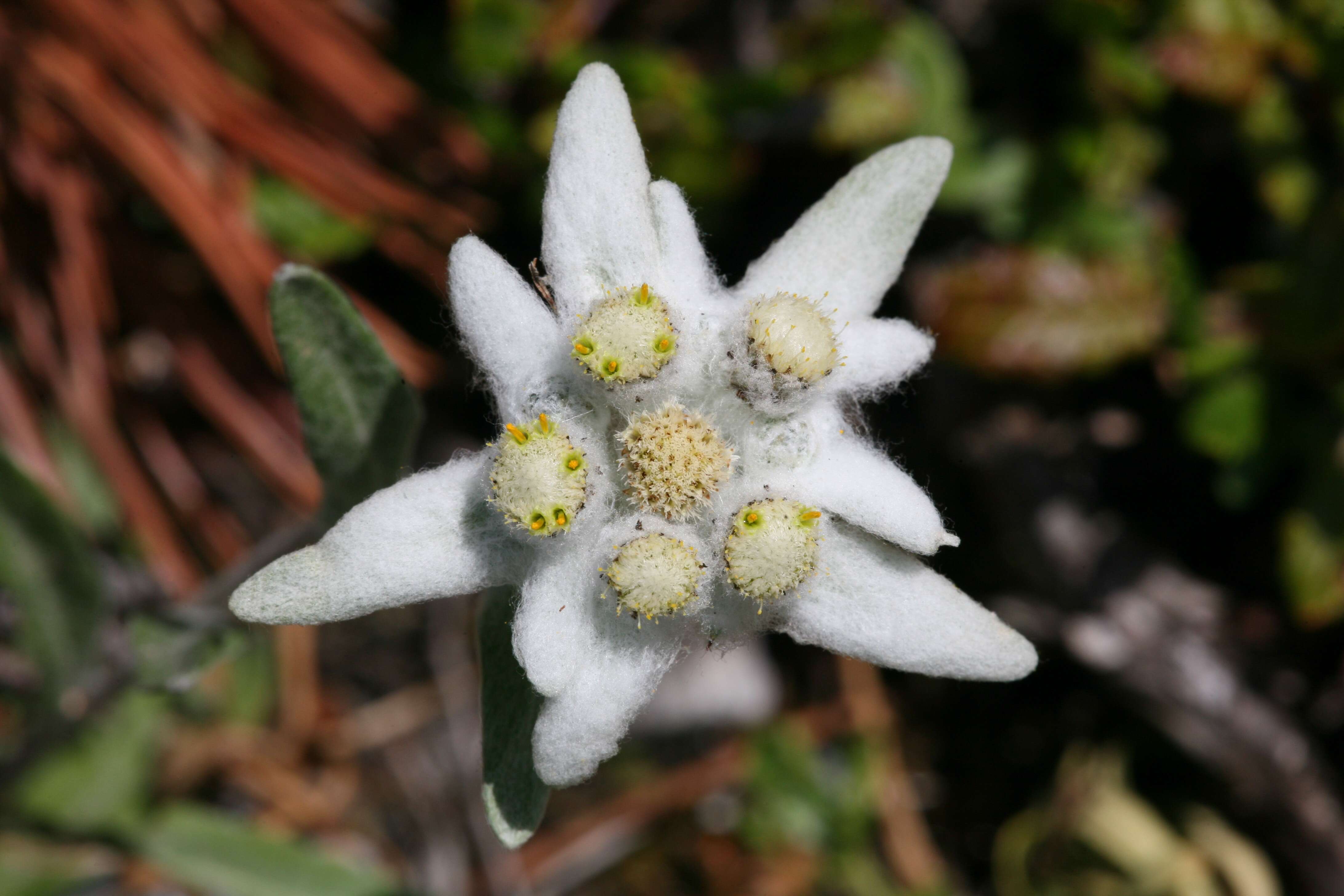 Image of edelweiss