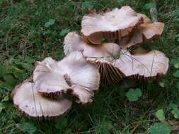 Image of Mycena rosea Gramberg 1912