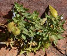 Image of Mountain milkbush