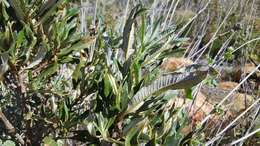 Image of hairy yerba santa