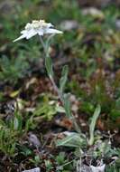 Image of edelweiss