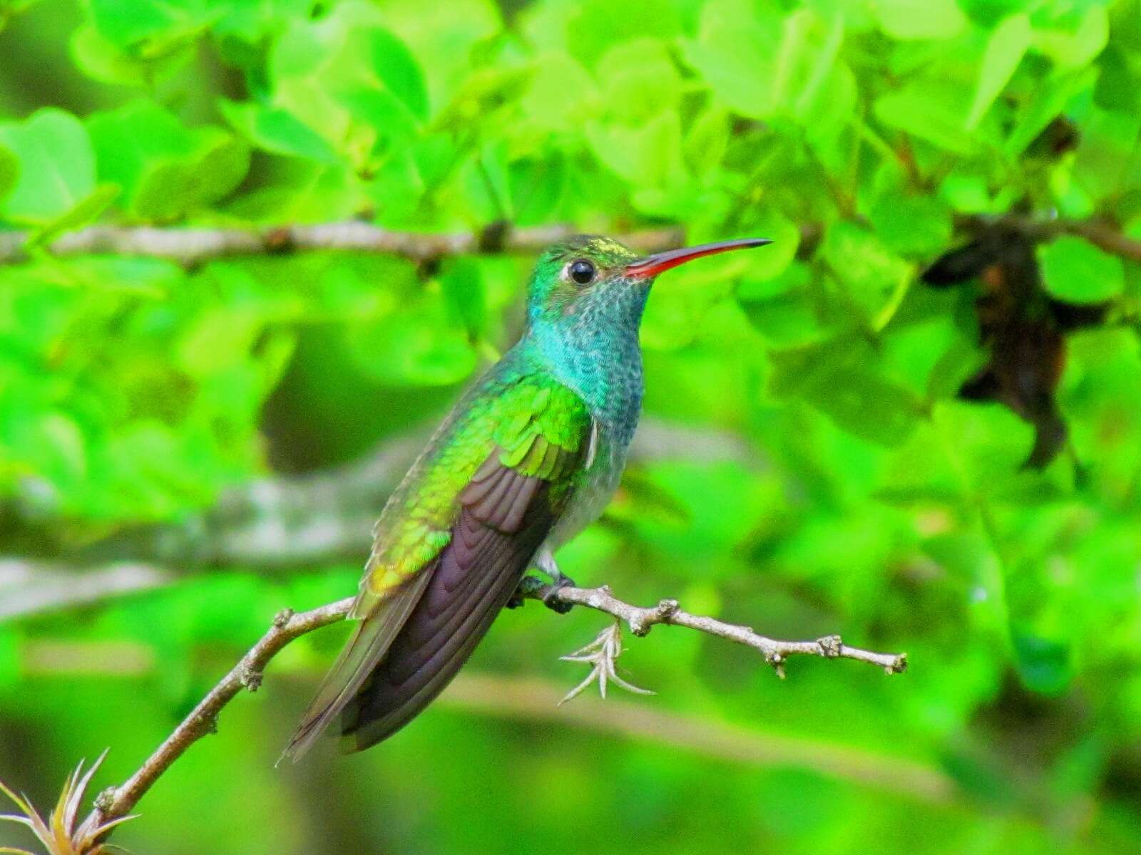 Image of Honduran Emerald