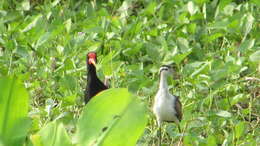 Image of Jacana jacana hypomelaena (Gray & GR 1846)