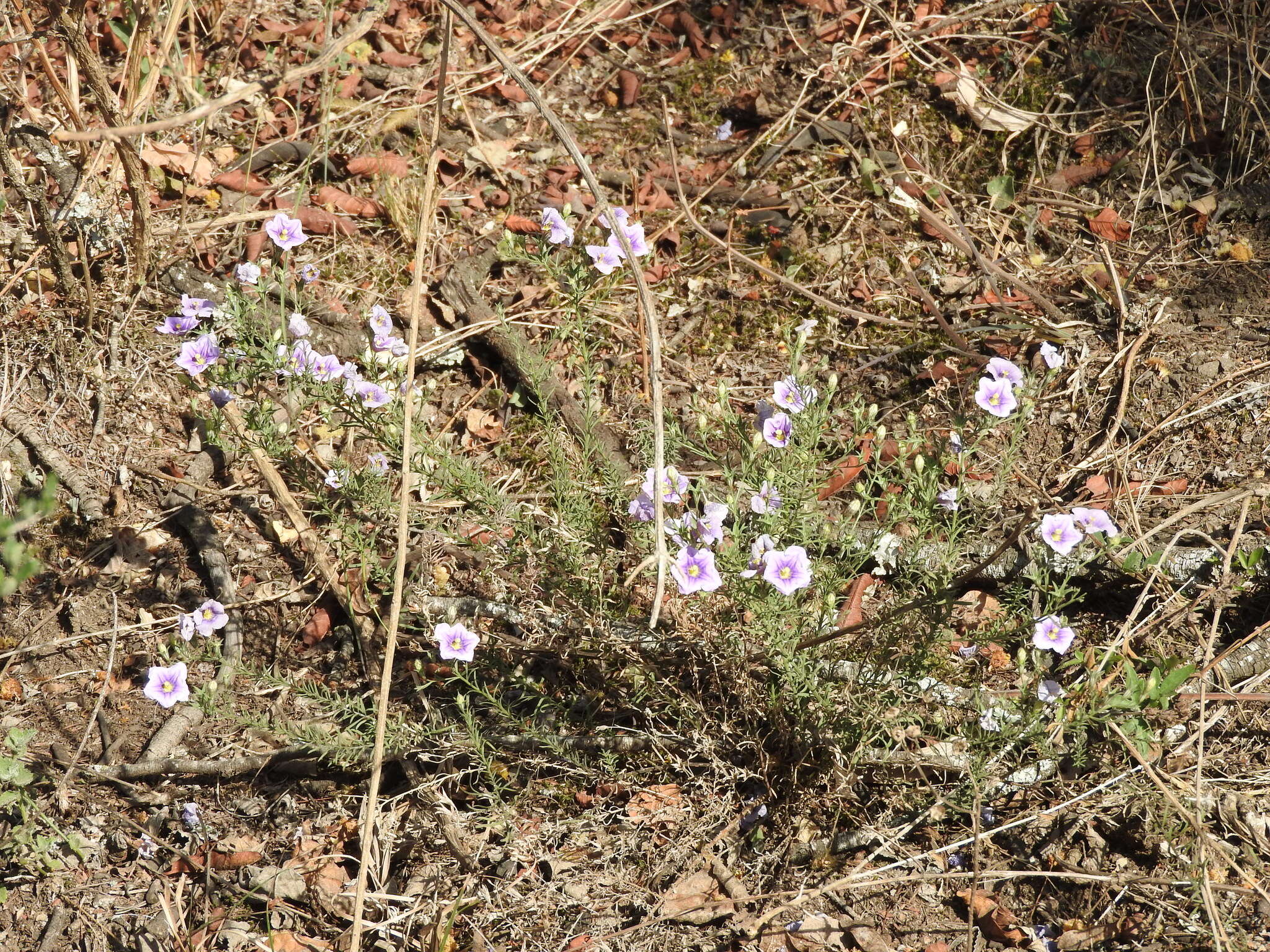 Image of Nierembergia linariifolia R. Grah.