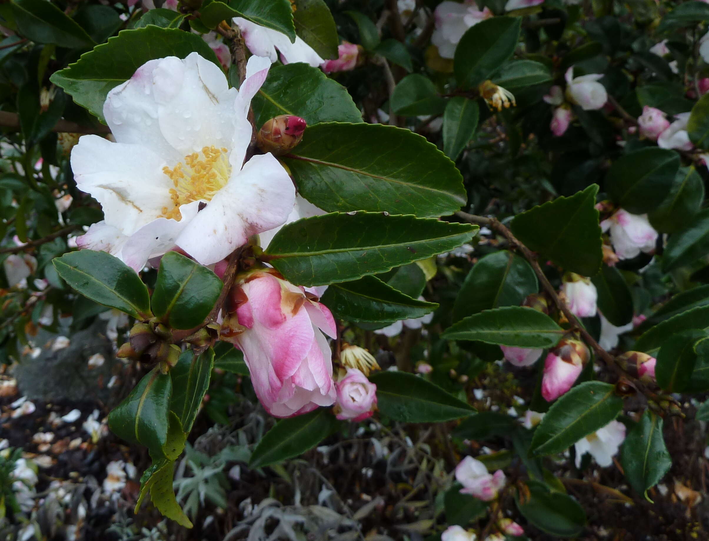 Image of Camellia sasanqua