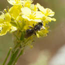 Image of Andrena piperi Viereck 1904