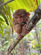 Image de Tarsier des Philippines