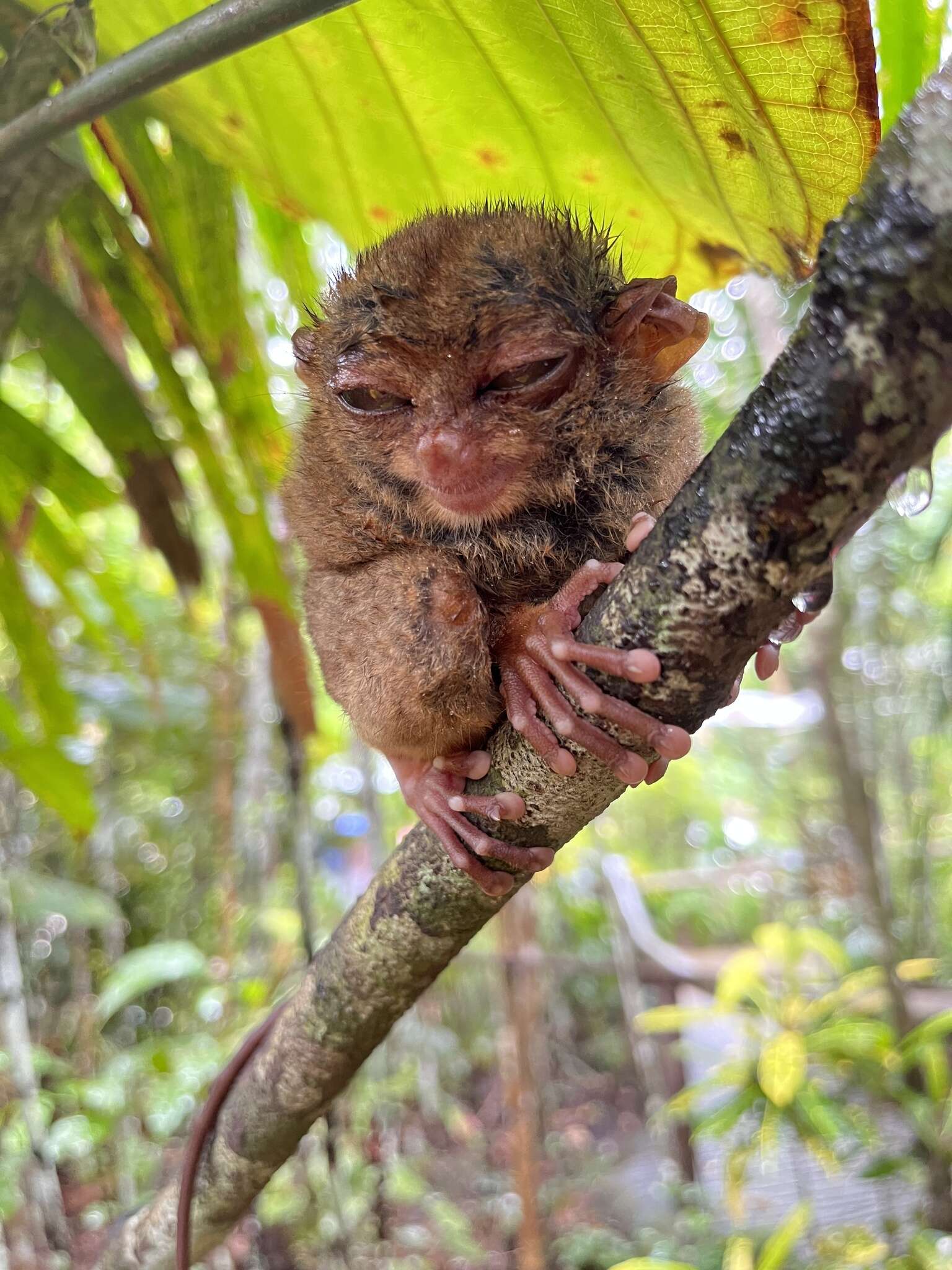 Image of Philippine tarsier