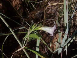 Image of Barleria lancifolia subsp. lancifolia