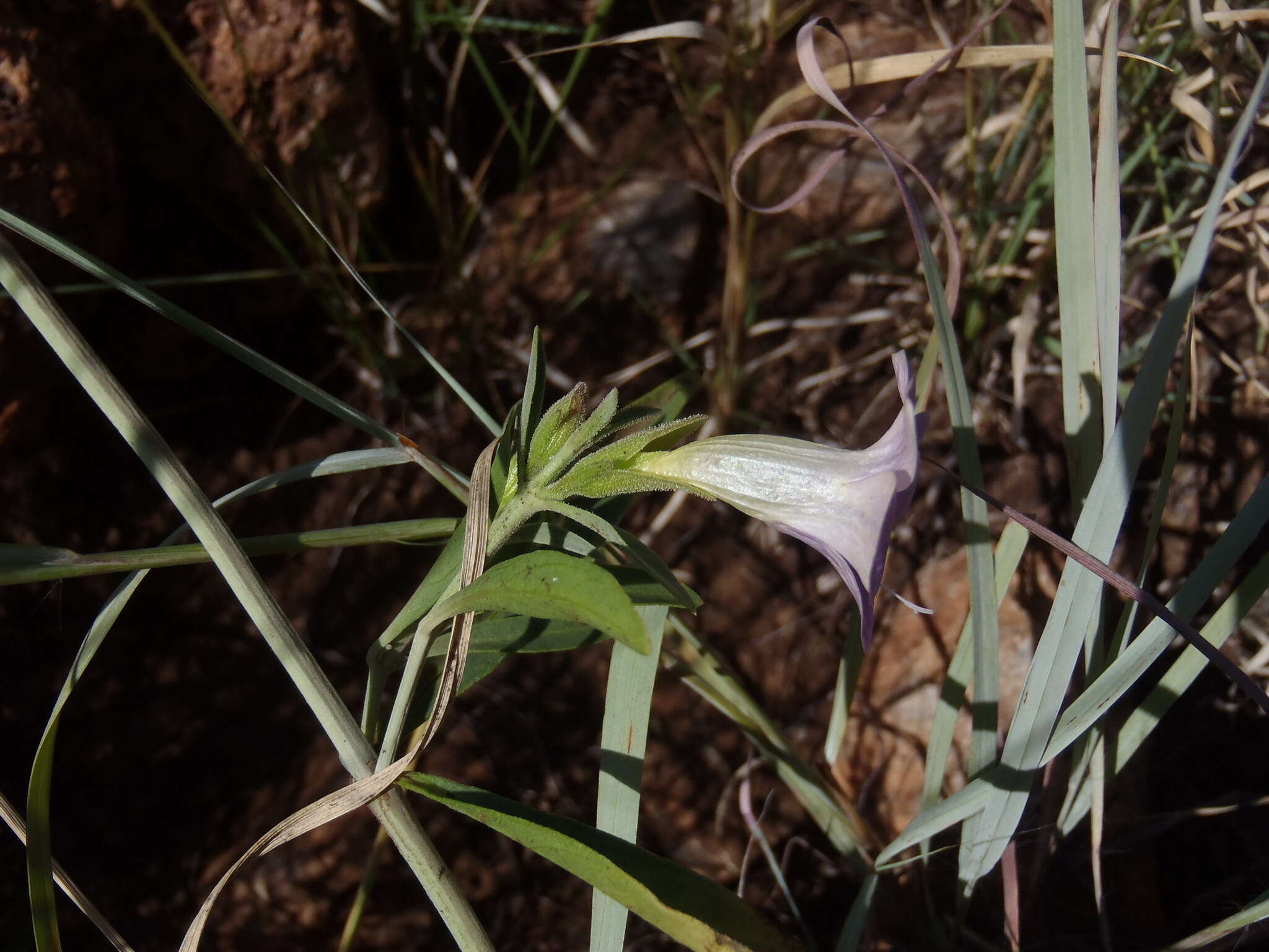 Imagem de Barleria lancifolia subsp. lancifolia