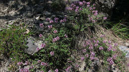 Слика од Thymus serpyllum L.