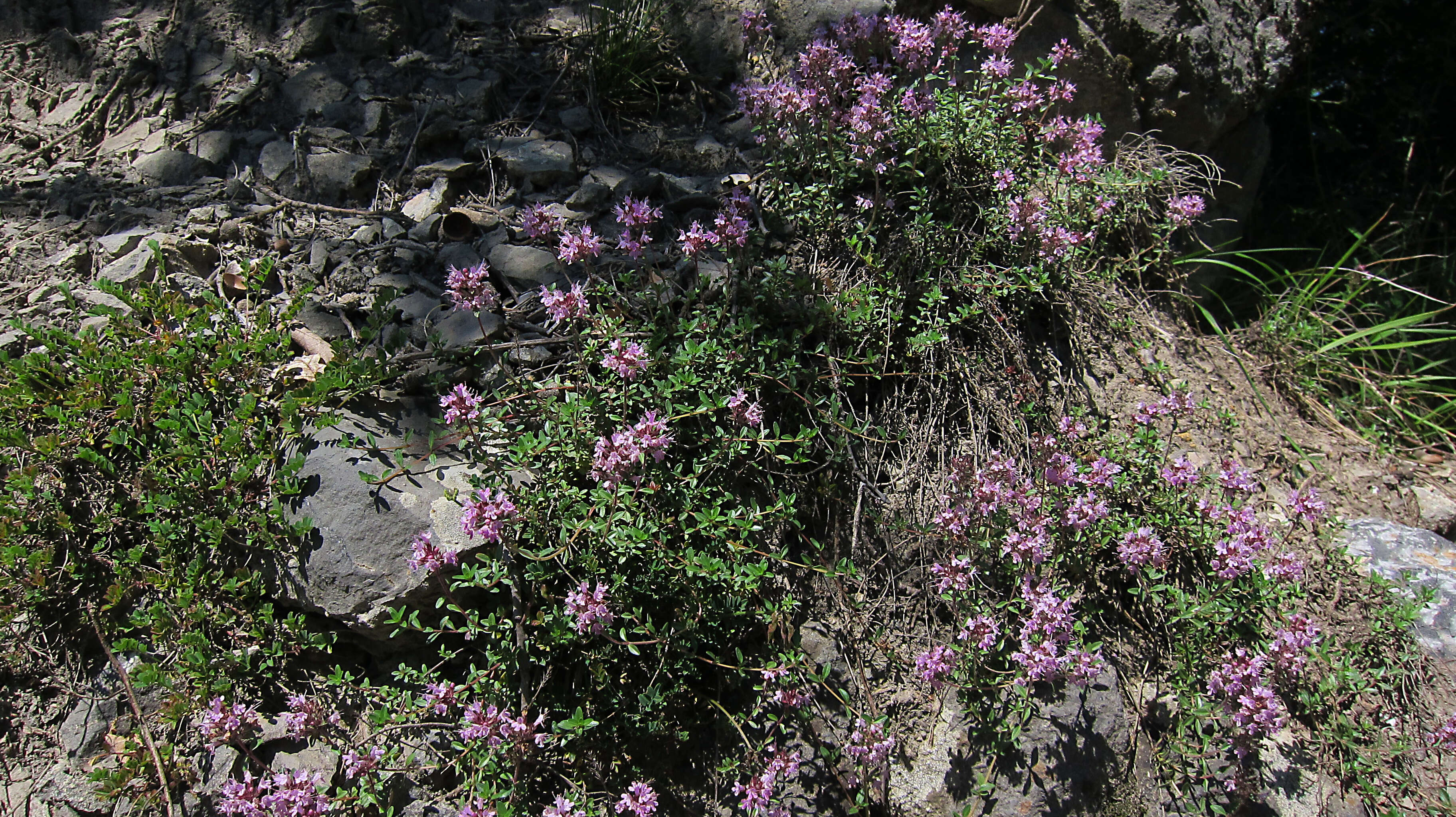 Слика од Thymus serpyllum L.