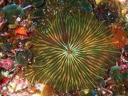 Image of Mushroom anemone