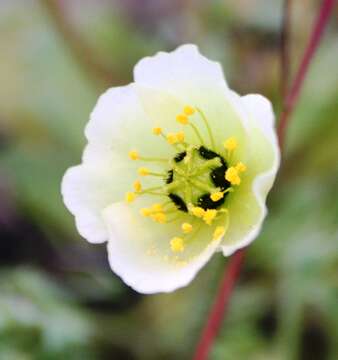 صورة Papaver radicatum subsp. polare Tolm.