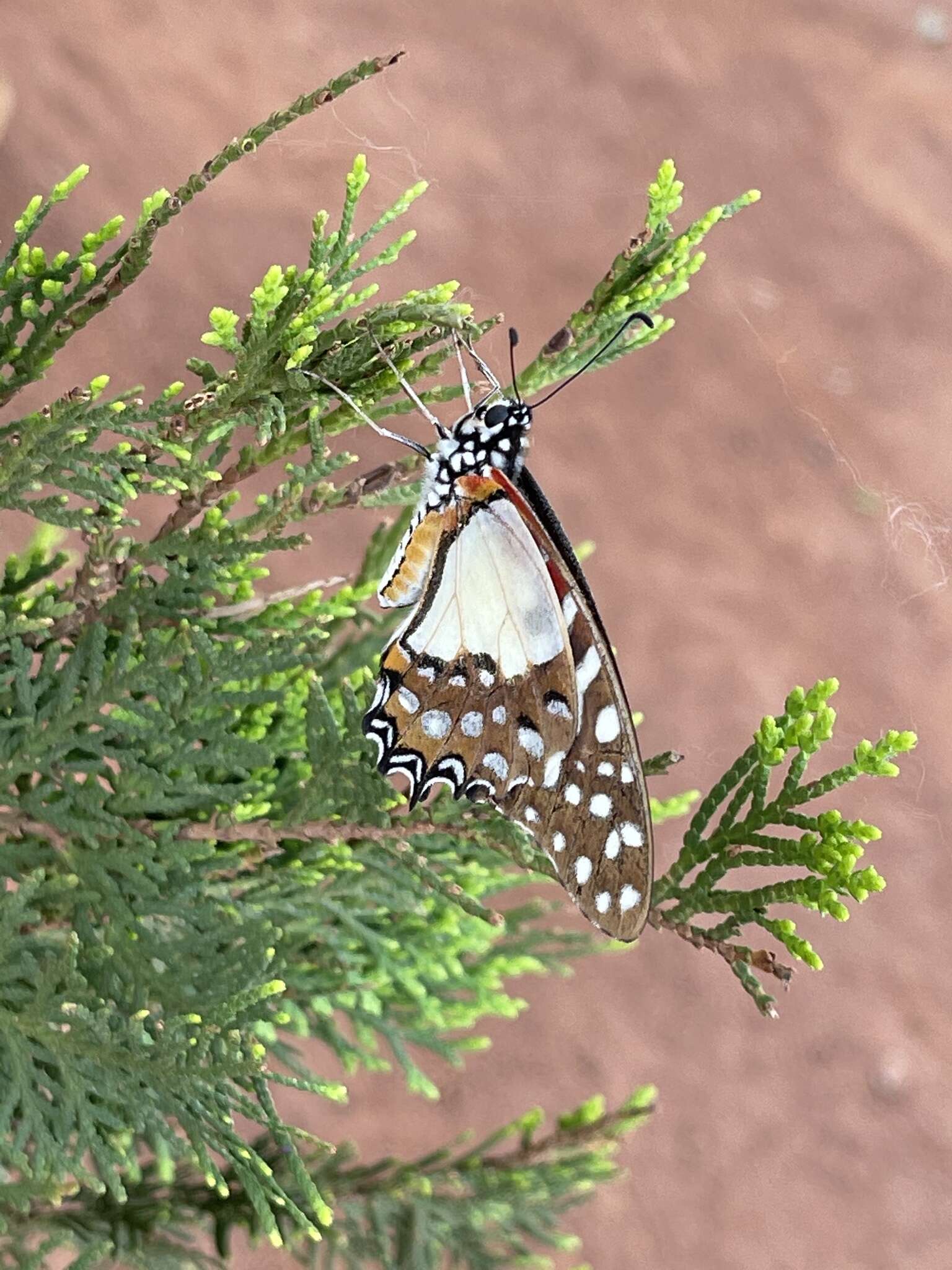 Image de Graphium angolanus (Goeze 1779)