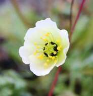 صورة Papaver radicatum subsp. polare Tolm.