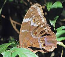 صورة Morpho helenor achillides