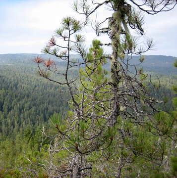 Imagem de Pinus attenuata Lemmon