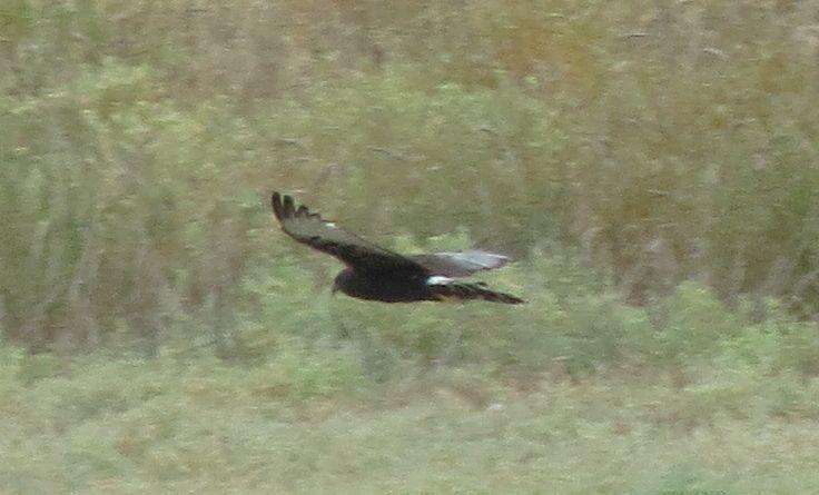 Image of Black Harrier