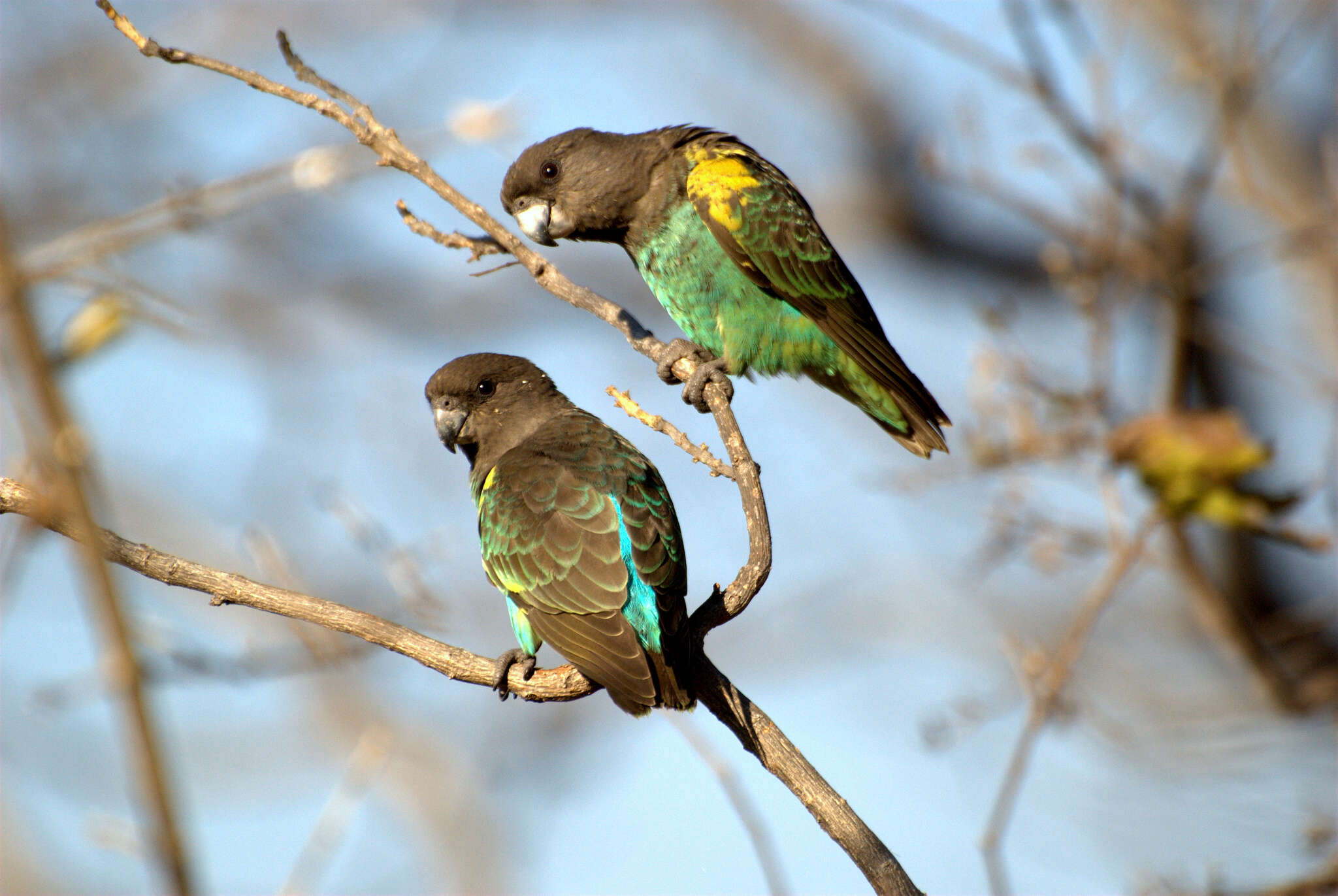 Image of Brown Parrot