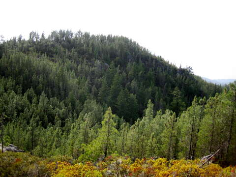 Image of knobcone pine