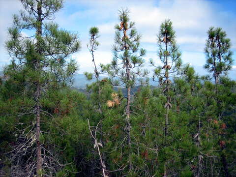 Image of knobcone pine