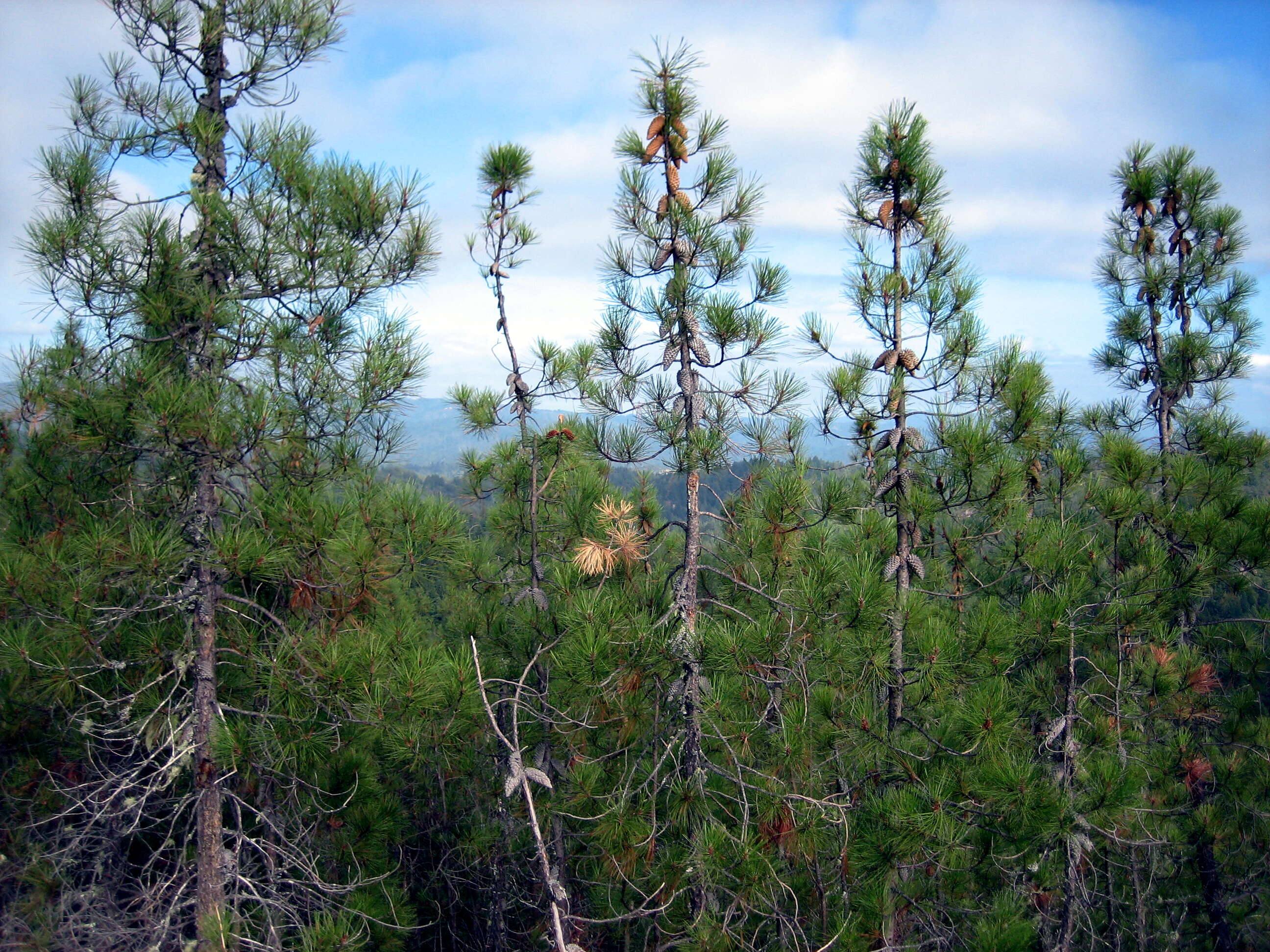 Pinus attenuata Lemmon的圖片