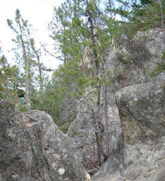 Image of knobcone pine