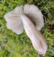 Image de Cuphophyllus fornicatus (Fr.) Lodge, Padamsee & Vizzini 2013